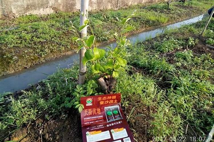 青枣还没开花,刚开始长花姑朵儿的时候,能施肥吗？施什么肥料好呢!百 ...