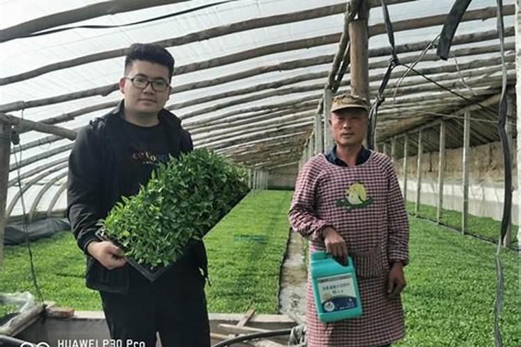 江西中微肥木醋液厂家