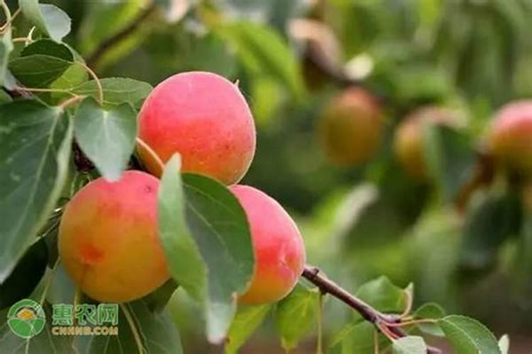 7月柑橘管理要点