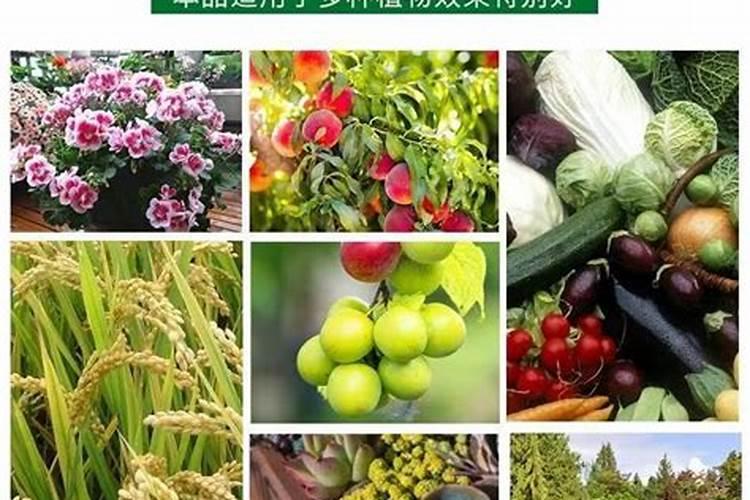 西葫芦喷什么叶面肥结果多？西葫芦用什么肥料可以果实膨大？