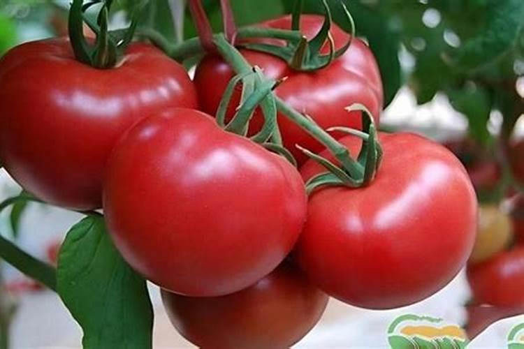 番茄开花时期适合用什么叶面肥进行喷施？