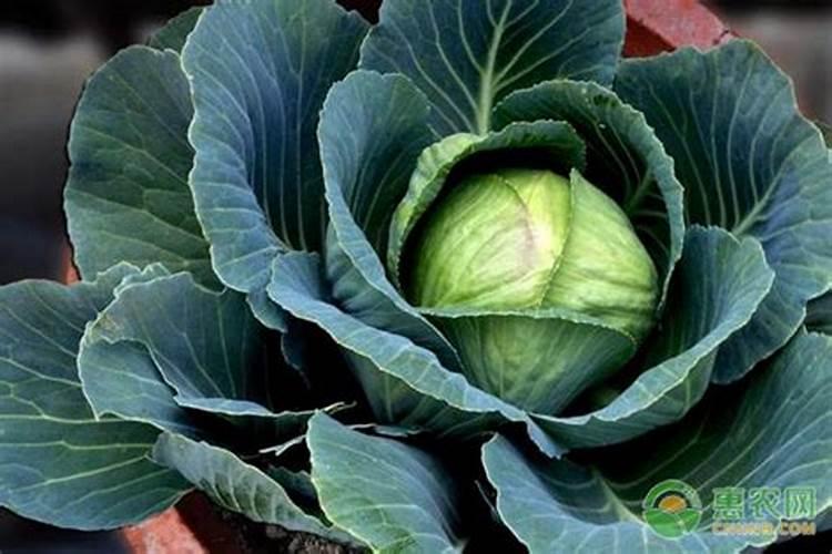 硅肥和钙肥能不能一起用