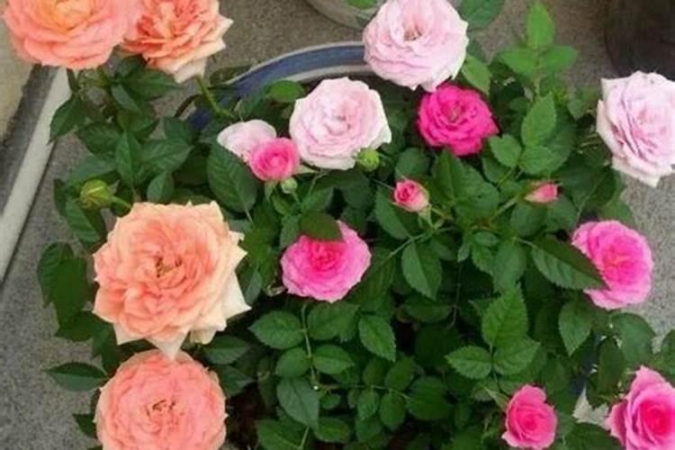 月季春季如何施肥