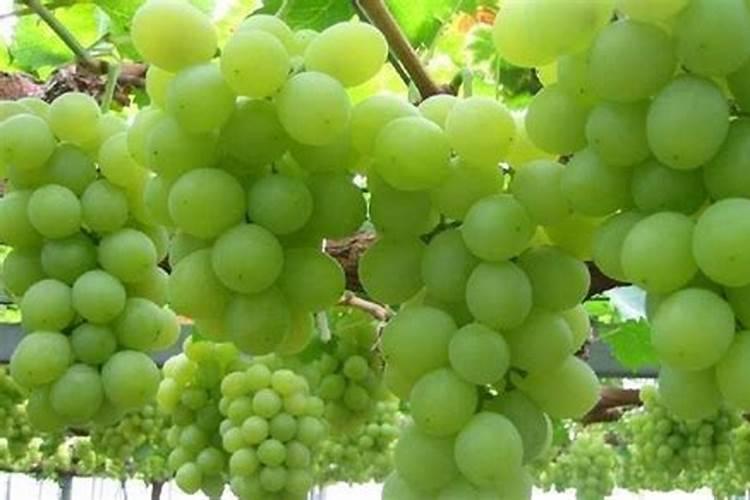 桃子增大用什么叶面肥