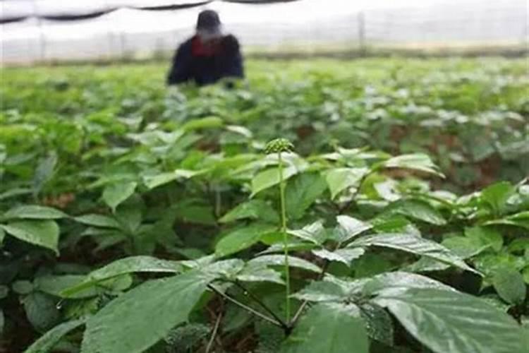 冬瓜苗期用什么肥料