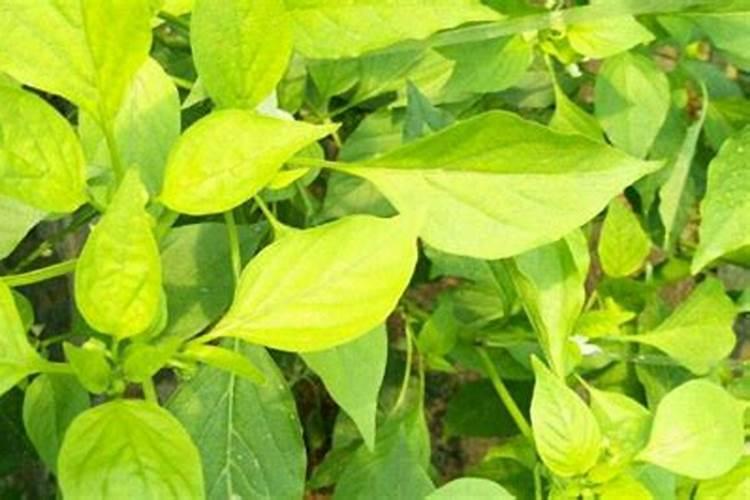 阳台花盆里的辣椒,为啥总是接近开花时头顶的叶子就皱皱巴巴的？