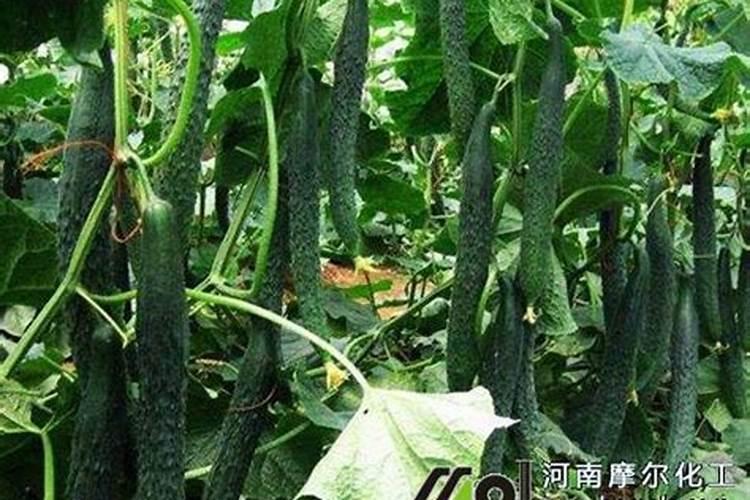 黄瓜用什么肥料产量高