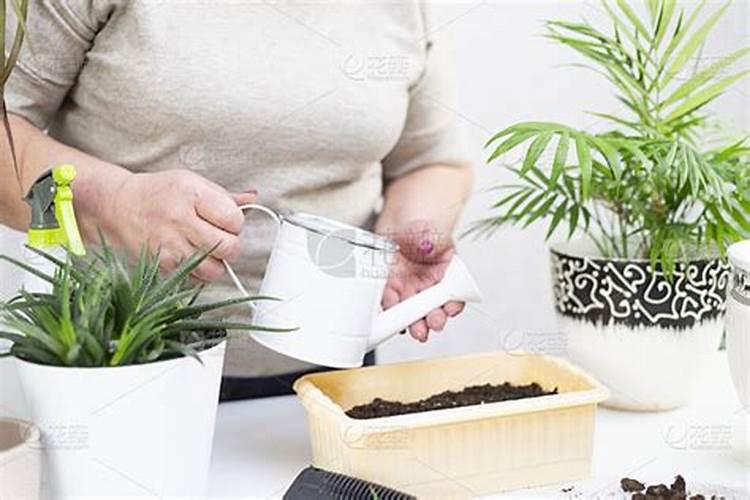 阳江花生种植时间