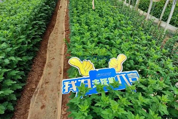 菊花中后期用什么肥料好
