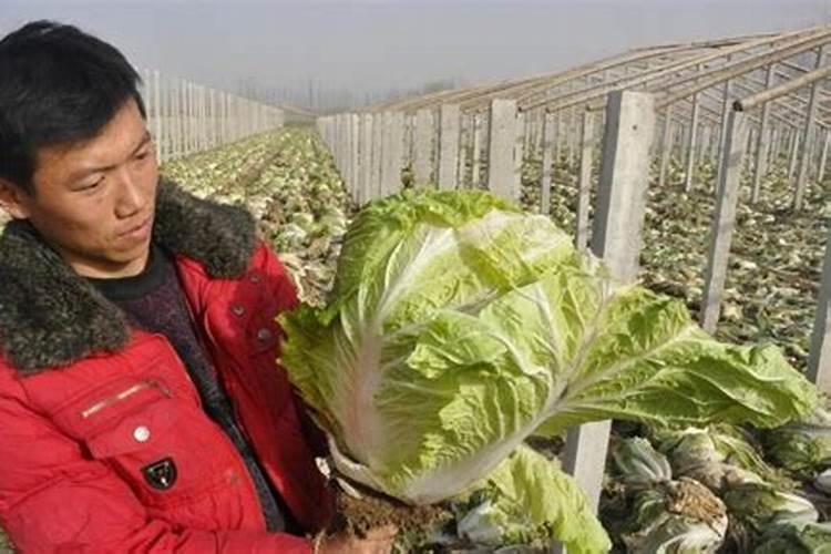 小白菜追肥用什么肥料好(种植小白菜施什么肥料尿素)