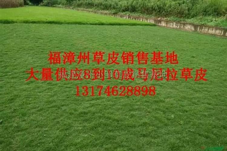 草坪专用肥洒上几天可以撒种子