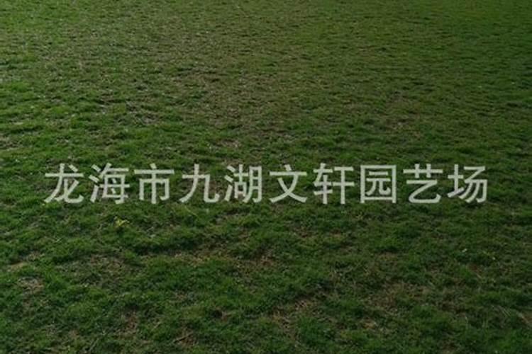 草坪专用肥每平米撒多少
