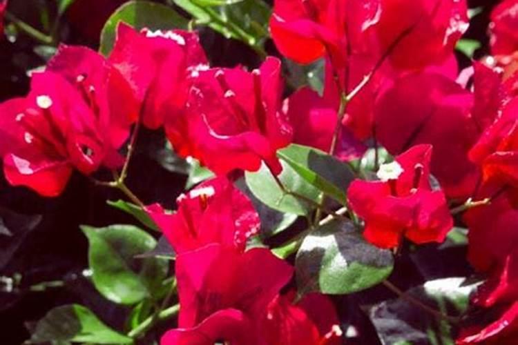 三角梅施肥后多久浇水