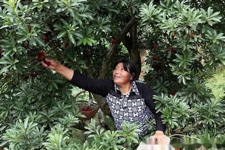 东南亚地区传统园林植物配置的特点是什么？