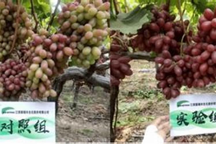 米蕉和香蕉哪个好