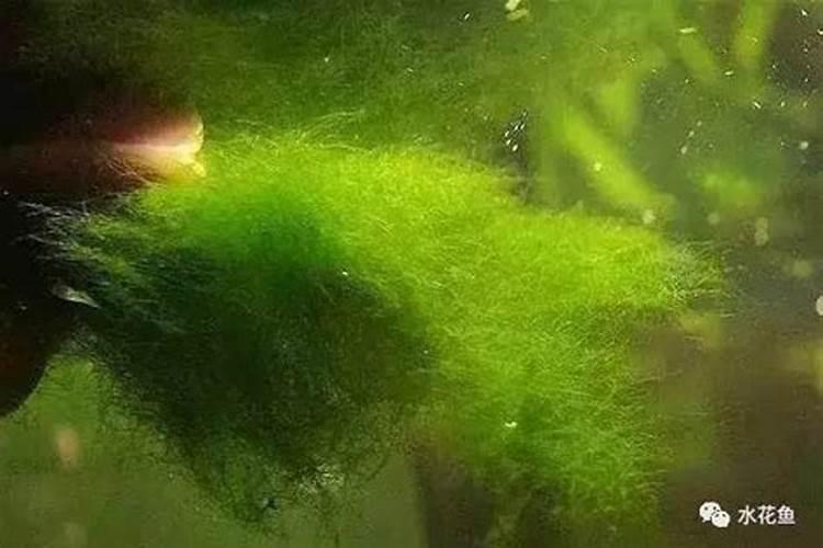 腐植酸在水产药品的作用