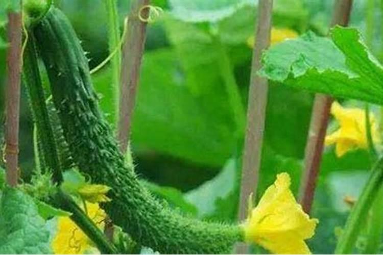 茄子浇尿素的正确方法