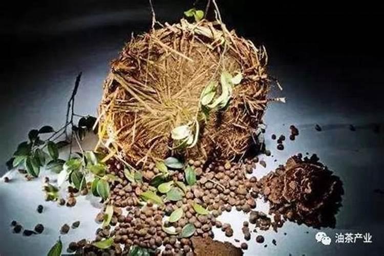 茶枯饼做肥料的使用方法