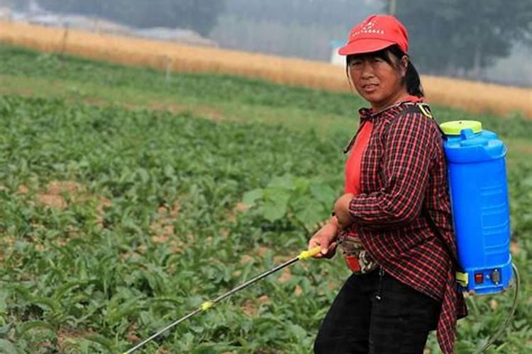 茶籽树怎么种植(茶籽树的栽培与管理)