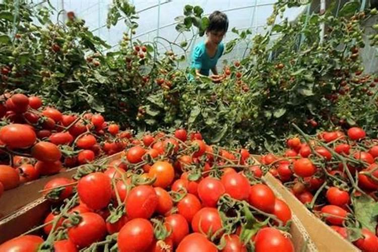 养花主要用些什么肥料呢、种花用什么肥料比较好