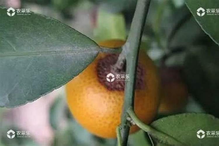 柑橘炭疽病用什么药效果最好