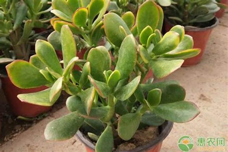 有哪些花能用氮肥