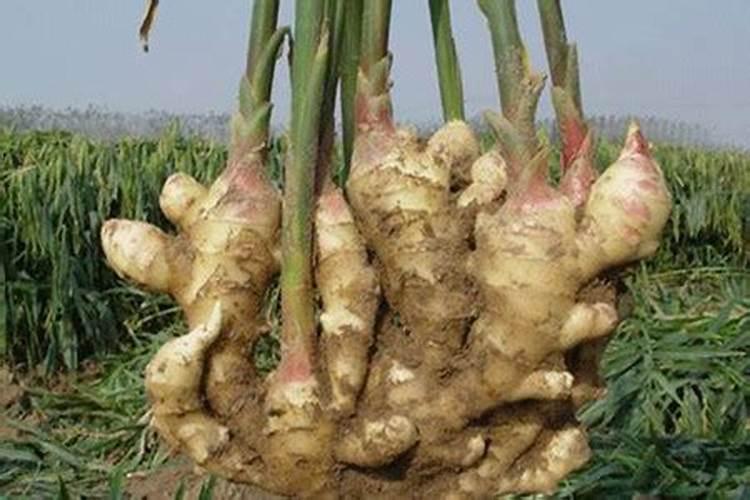 龙柏叶枯病的防治措施有哪些