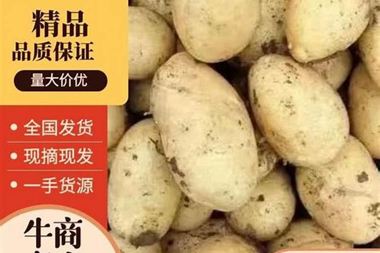 国光松尔肥多少钱