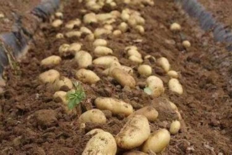 土豆施肥用什么肥料