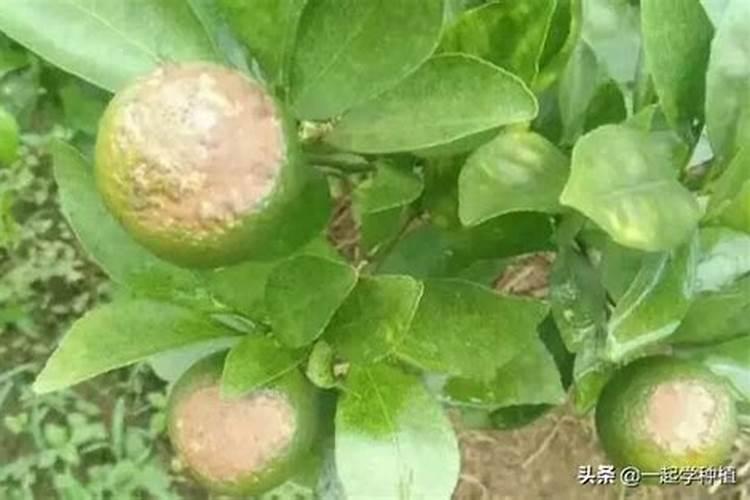 种的月季花撒了点肥料快烧死了,用什么办法可以补救过来