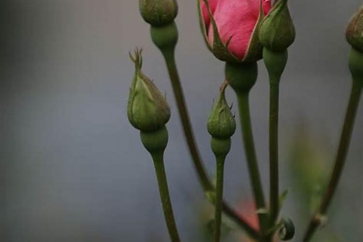 黄豆可以直接下地施肥吗