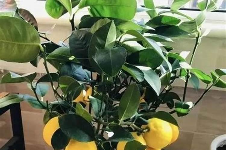 蕃茄施什么肥最好