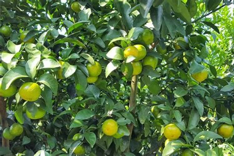 高磷水溶肥什么时候用？