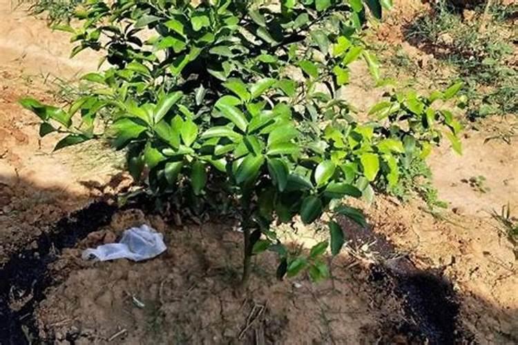 苹果专用叶面肥哪种好？叶面肥什么时候用好？叶面肥用根小子!