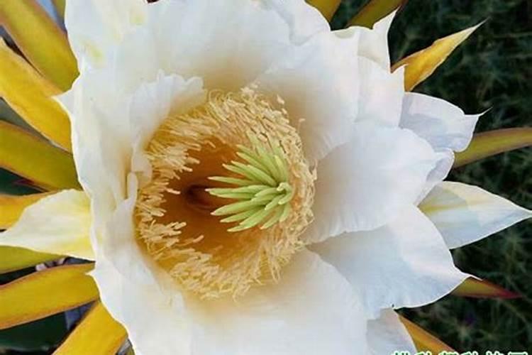 火龙果多久施肥 火龙果需要定期施肥吗？