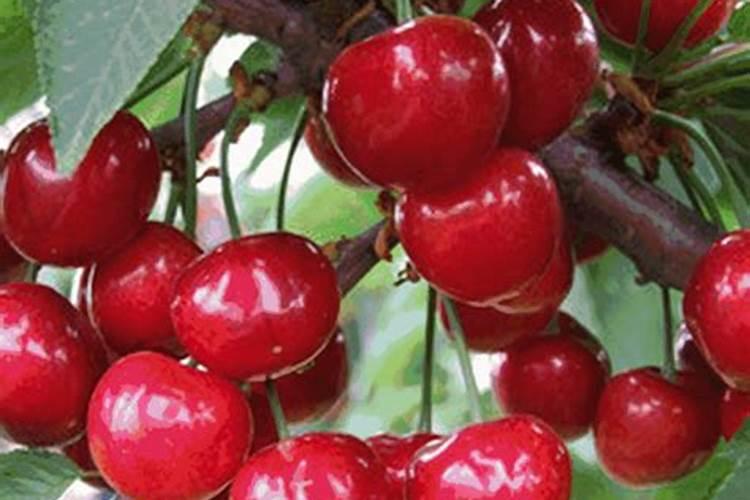 河南生产哪些水果