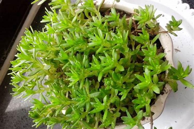 垂盆草的养殖方法和注意事项