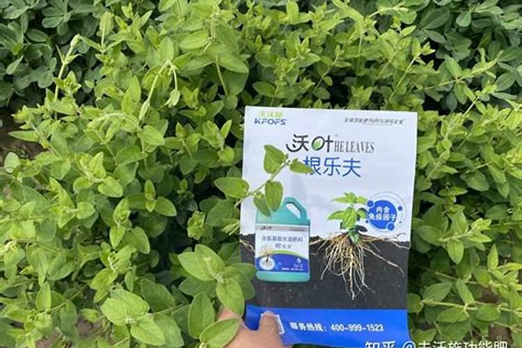 脐橙施什么肥最好