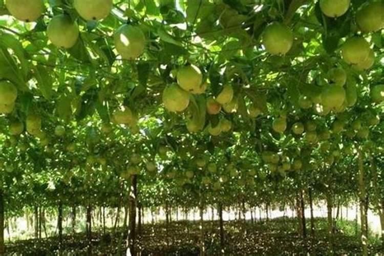 苹果树花期施肥方法