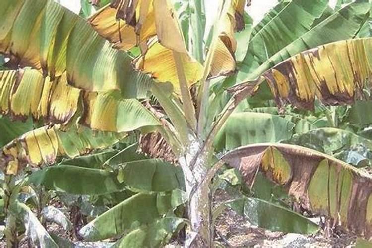 香蕉得黄叶病放火烧能烧死菌吗？
