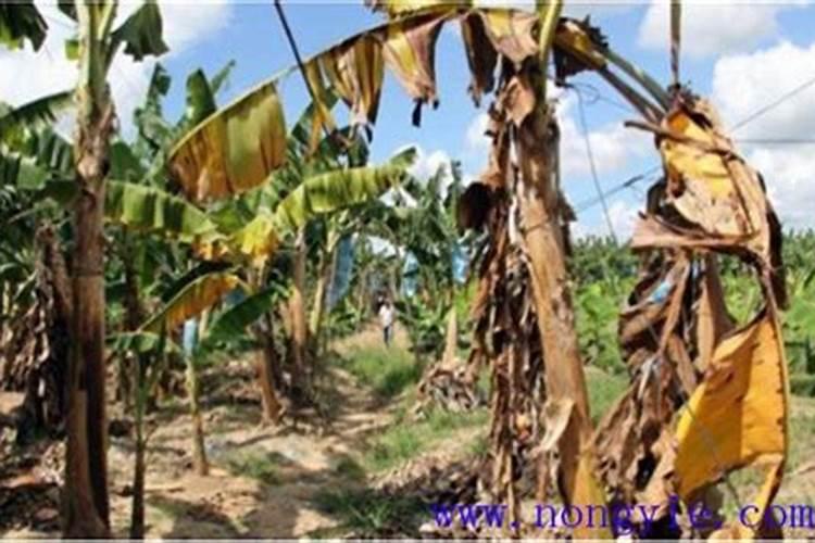 香蕉黄叶的原因和处理办法