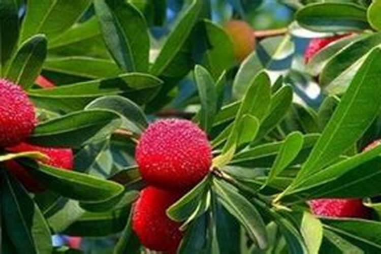 杨梅树施什么肥