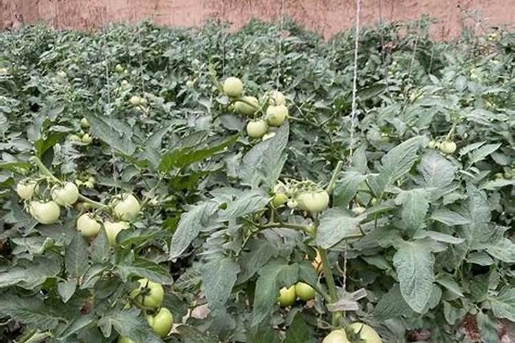 蔬菜苗种多久施肥 蔬菜苗长多久后施肥最合适