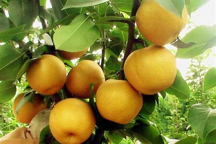 月季花可以用磷酸二氢钾肥吗(盆栽月季施什么肥最好)