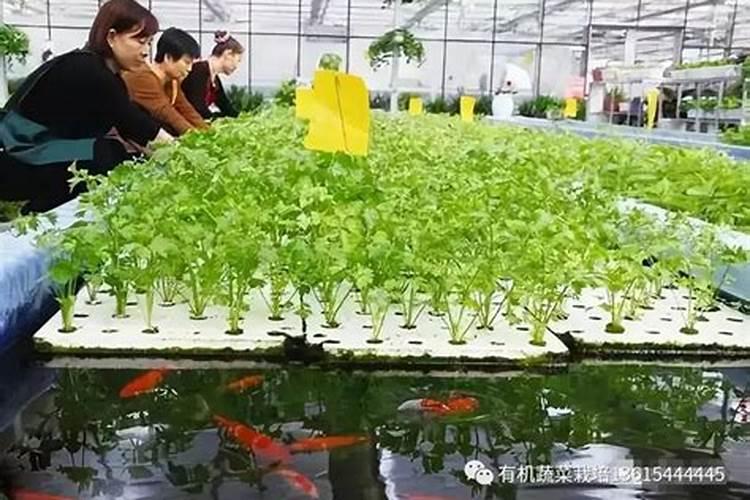 用最简单的方法制作种菜肥料