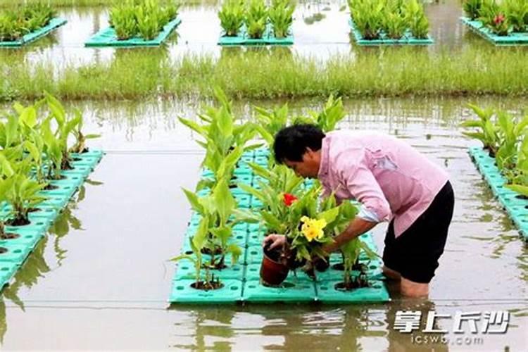 种菜的肥料怎么做
