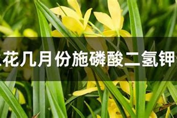 墨兰不岀花箭,上了魔肥多长时间出花箭