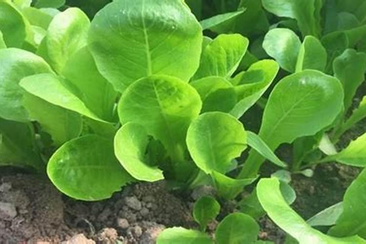 钾肥叶面肥配方