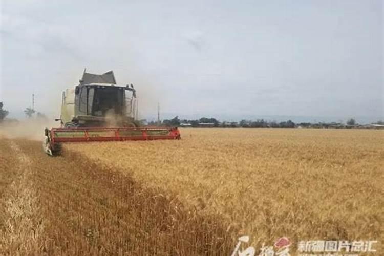 小麦拔节期飞防用多少氨基酸叶面肥
