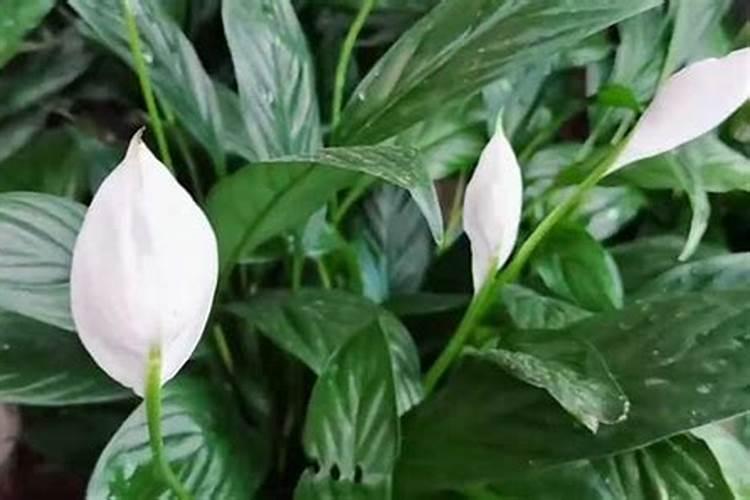 使用鱼蛋白肥会有什么效果？